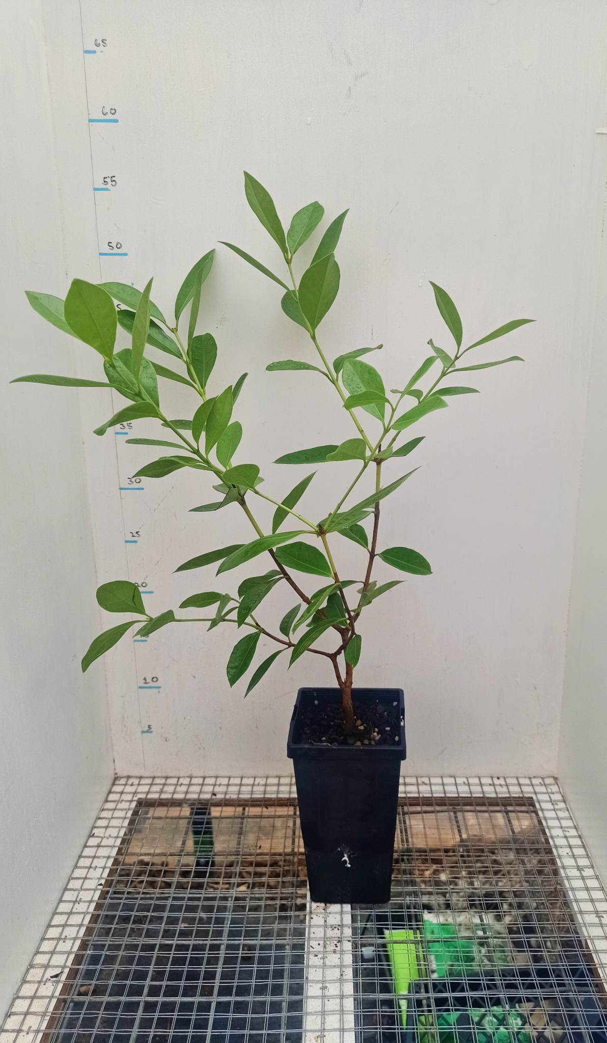 Lemon Guava/Yellow Cherry Guava Psidium littorale Free express shipping
