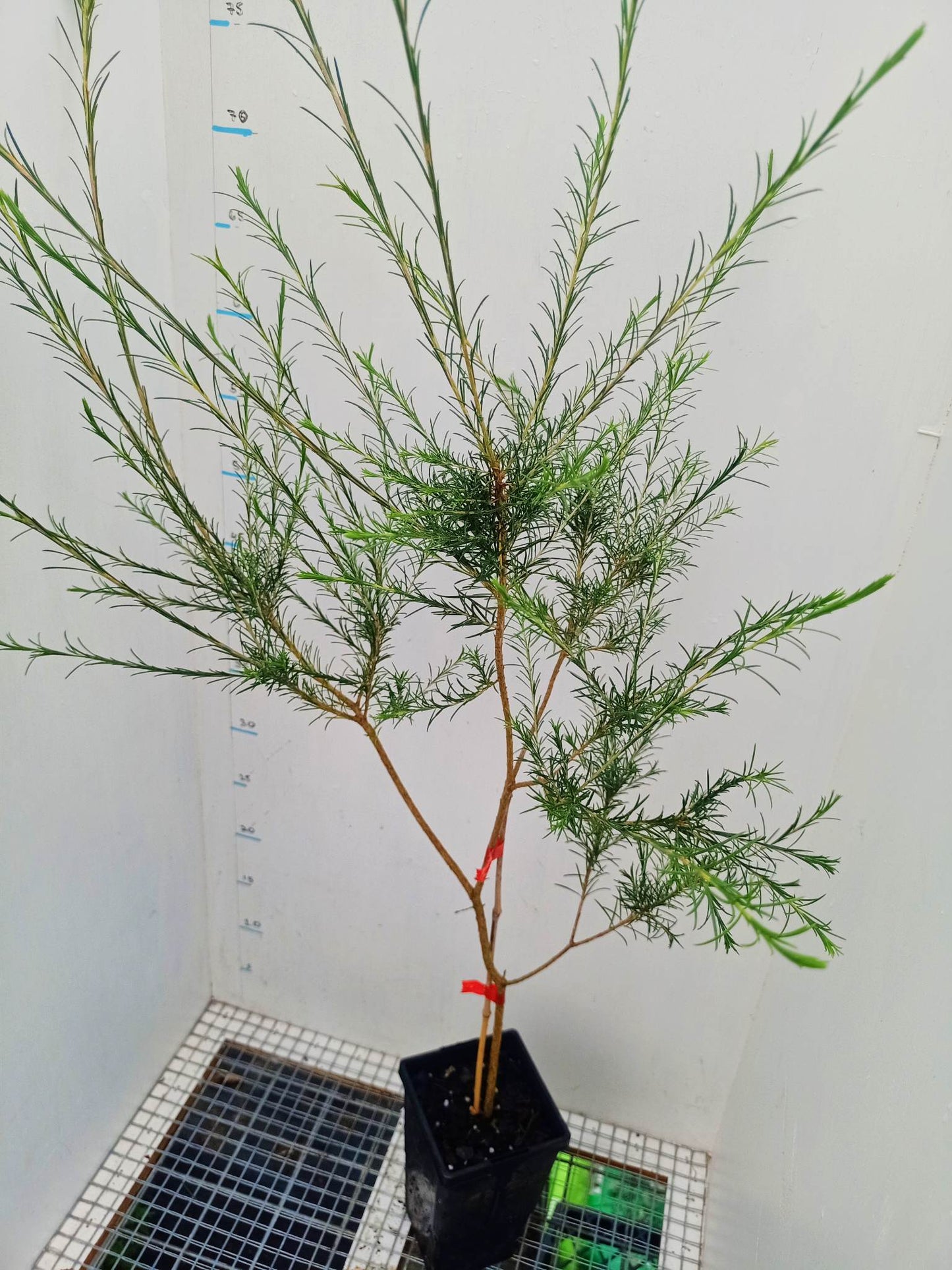 Bracelet Honey Myrtle - Melaleuca armillaris
