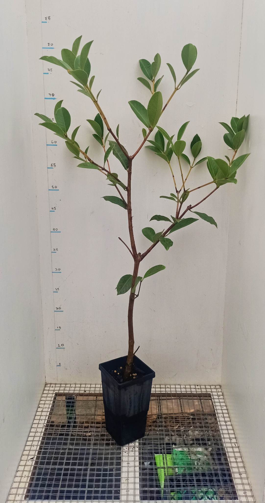 Lemon Guava/Yellow Cherry Guava Psidium littorale Free express shipping