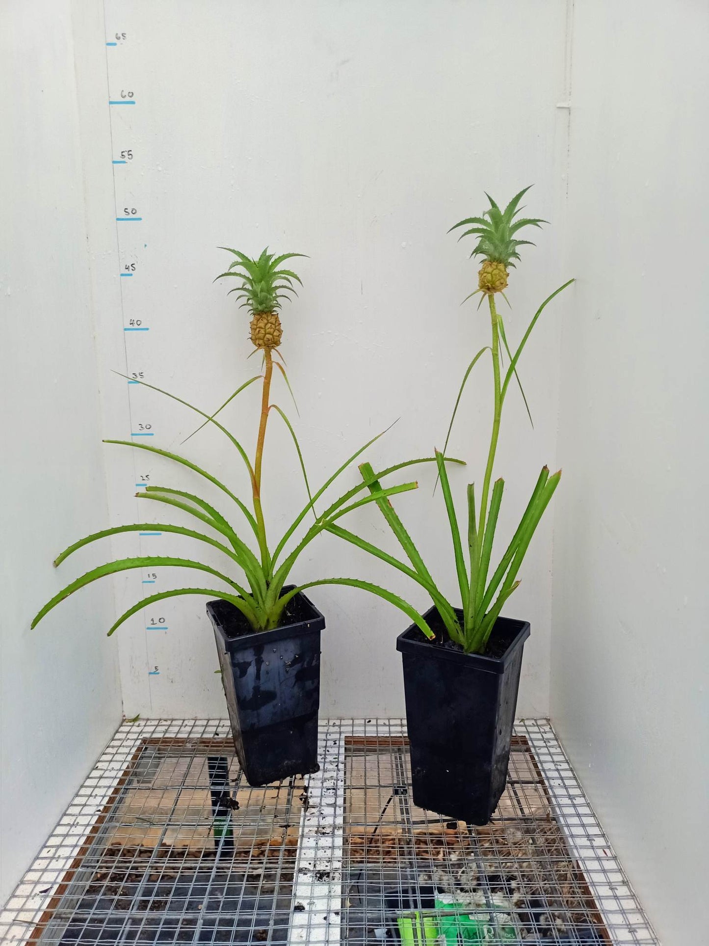Dwarf Pineapple Ananas comosus var. microstachys