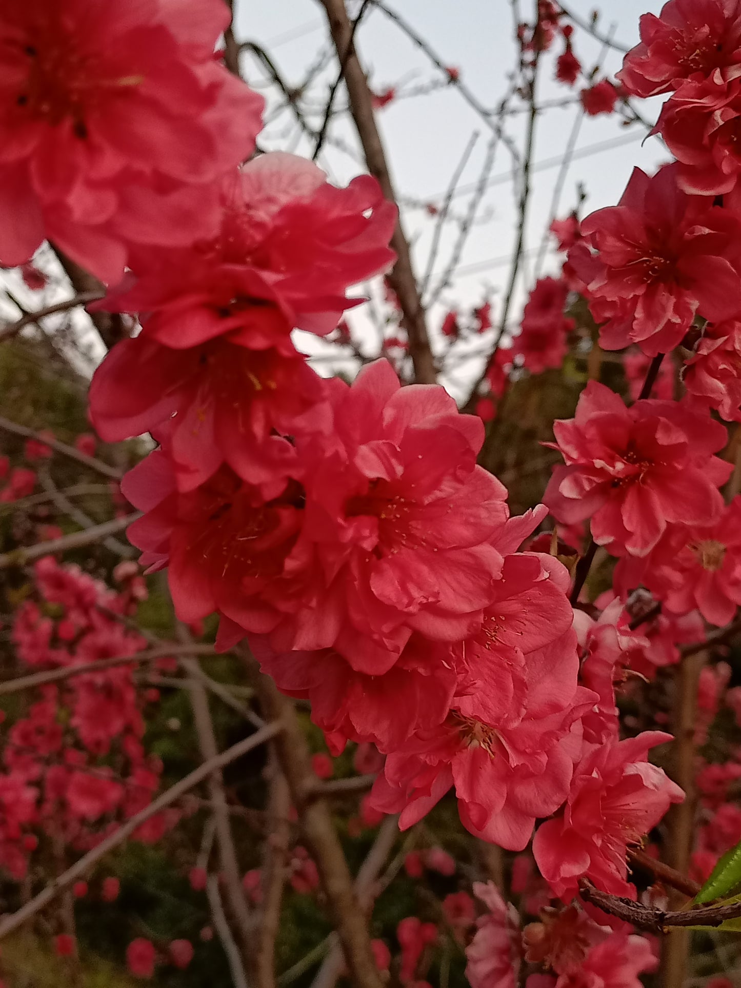 Prunus persica 'Magnifica' Red double flowering peach Free express shipping