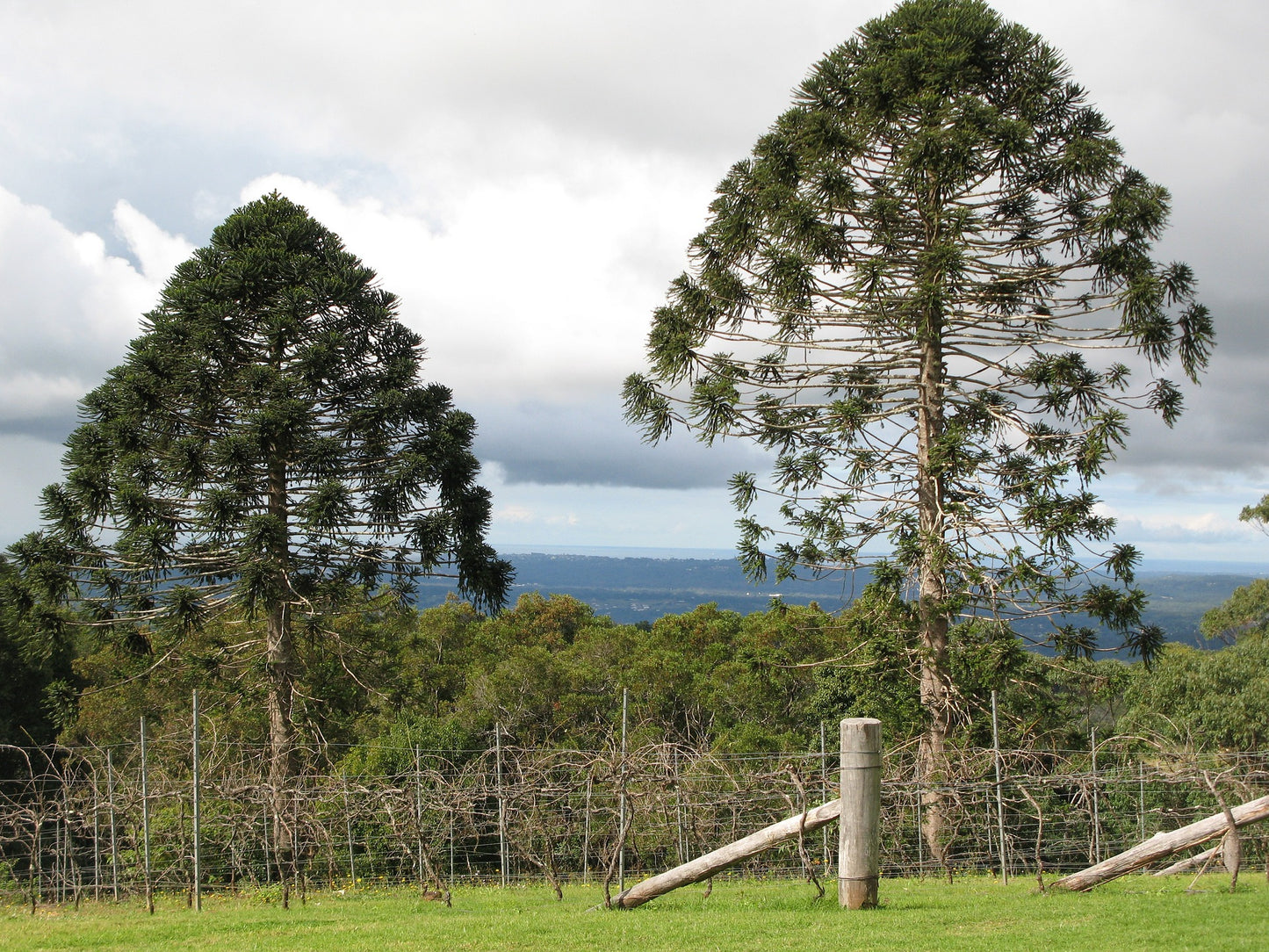 Bunya Pine - Araucaria bidwillii