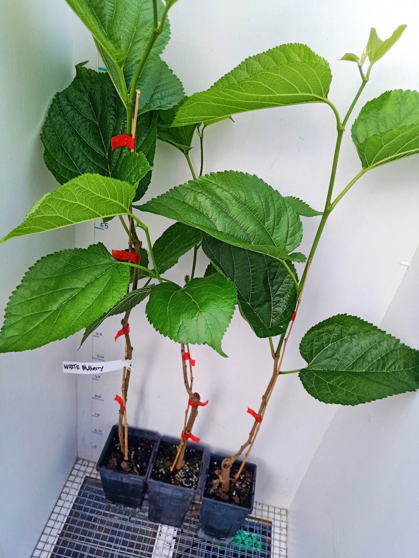 White Mulberry Tree - Morus alba