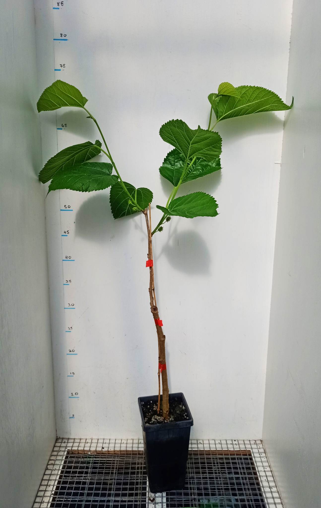 White Mulberry Tree - Morus alba