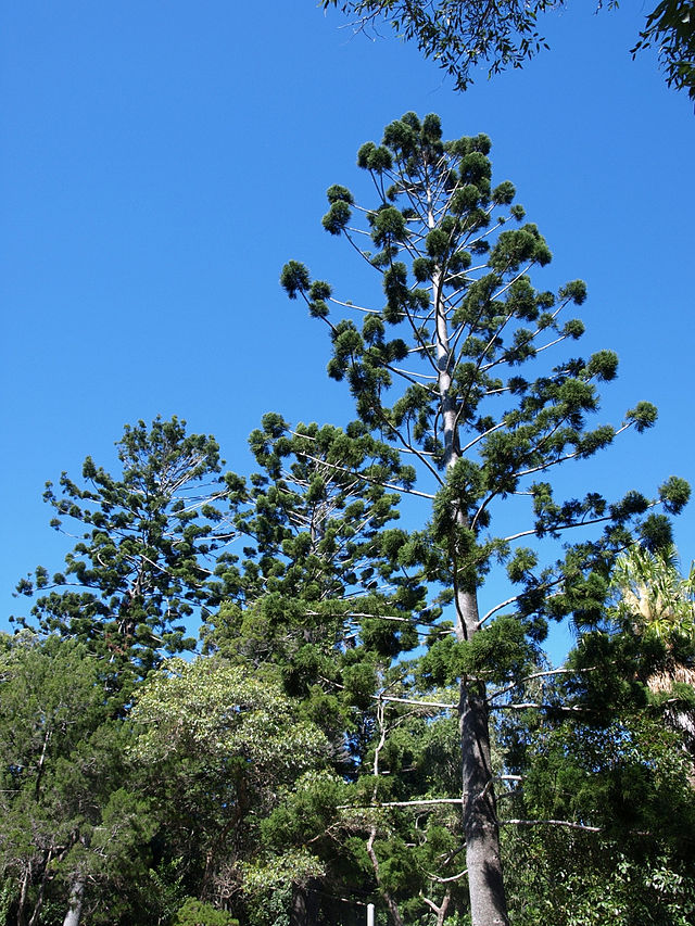 Hoop Pine - Araucaria cunninghamii