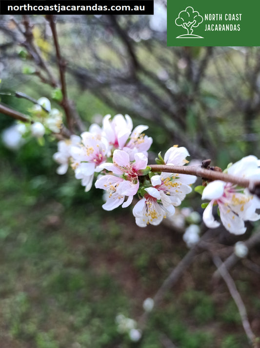 Prunus 'Elvins' Flowering plum
