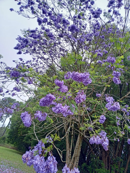 Jacaranda mimosifolia grafted - Purple Jacaranda Grafted