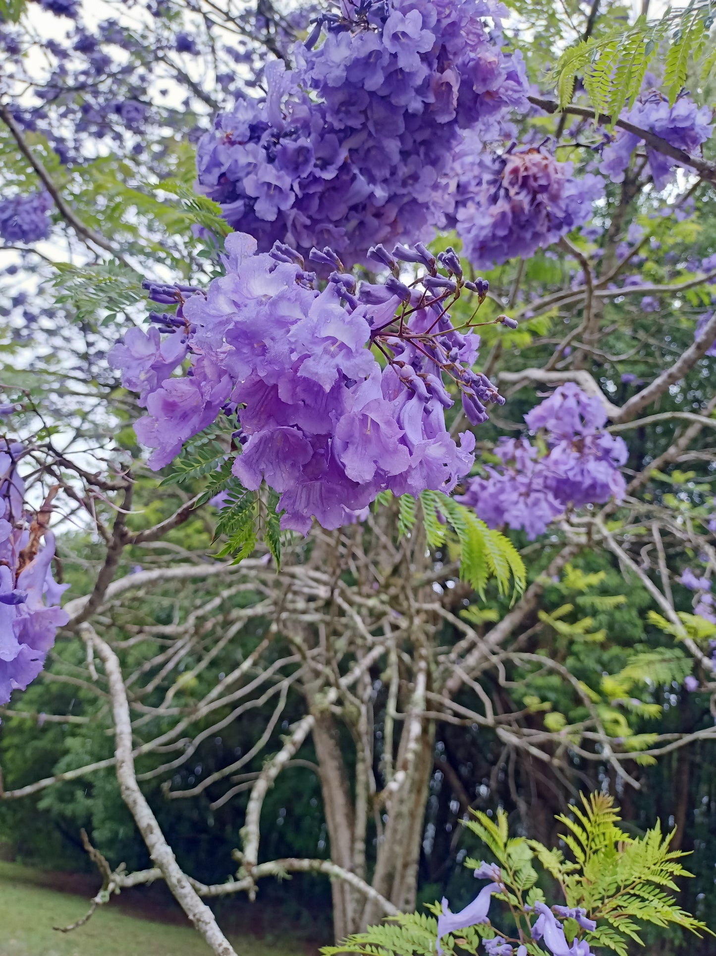 Jacaranda mimosifolia grafted - Purple Jacaranda Grafted