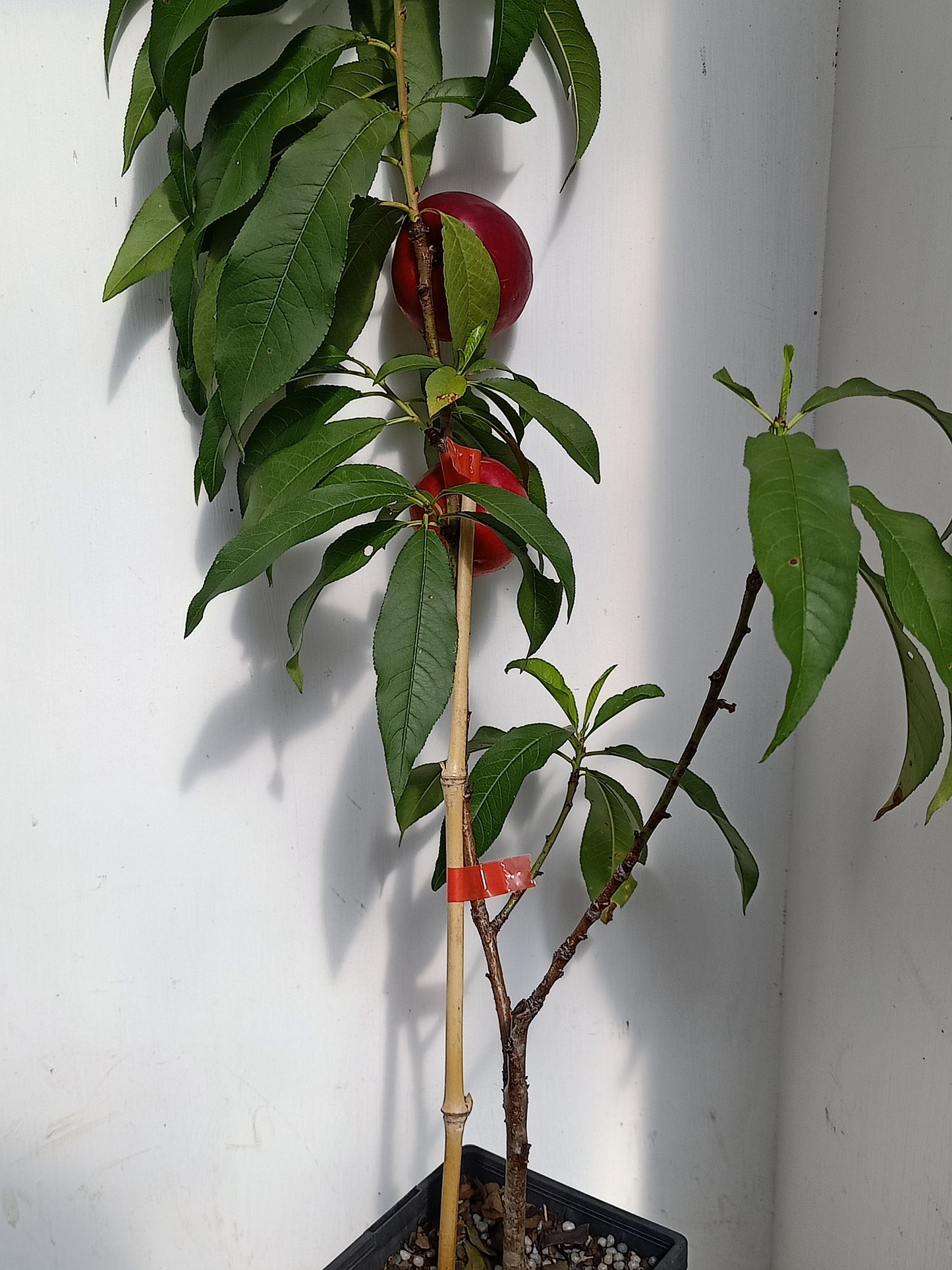 Low Chill Nectarine - Prunus persica