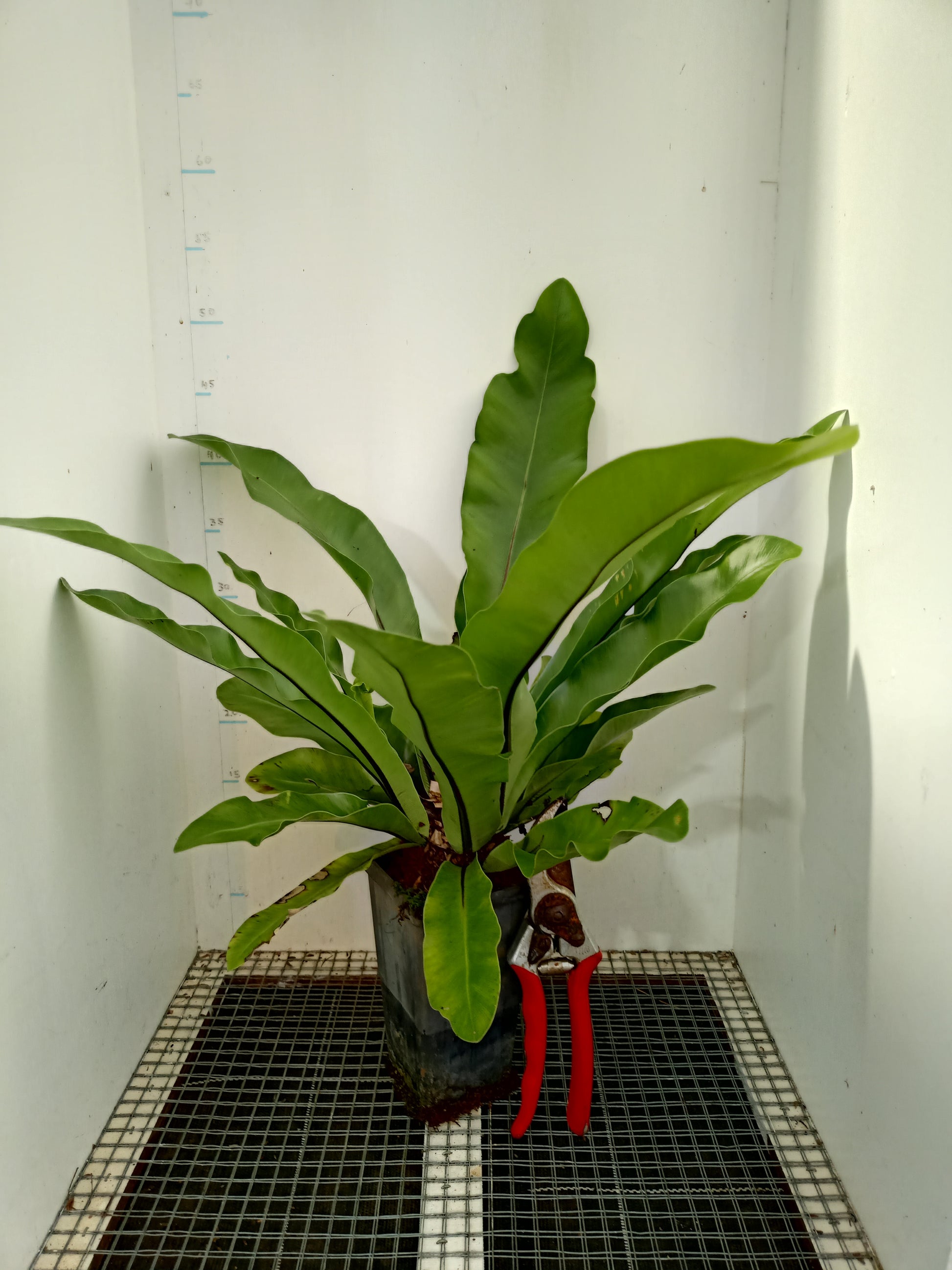 birds nest fern canberra Birds Nest Fern