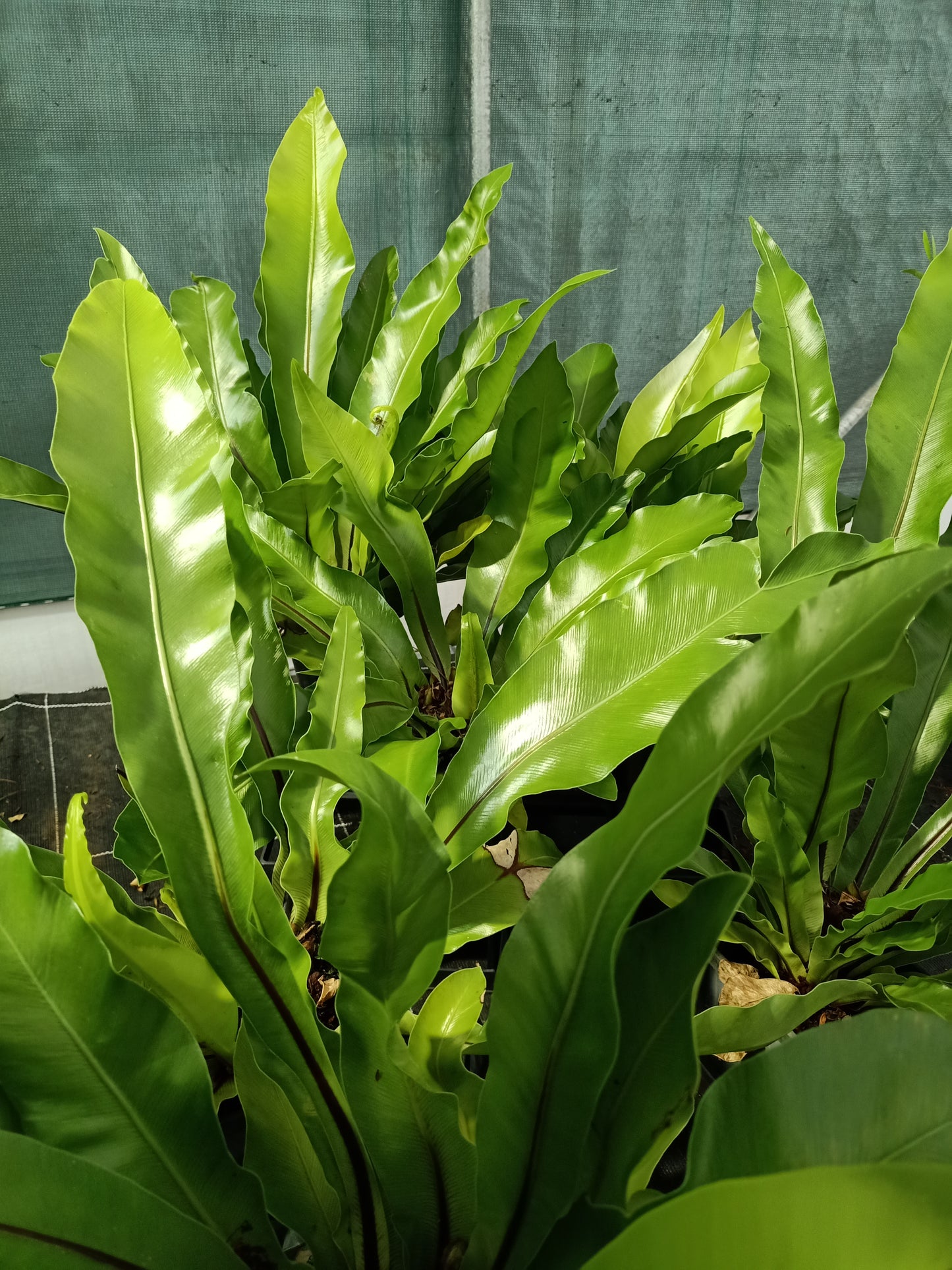 Birds Nest Fern - Asplenium australasicum