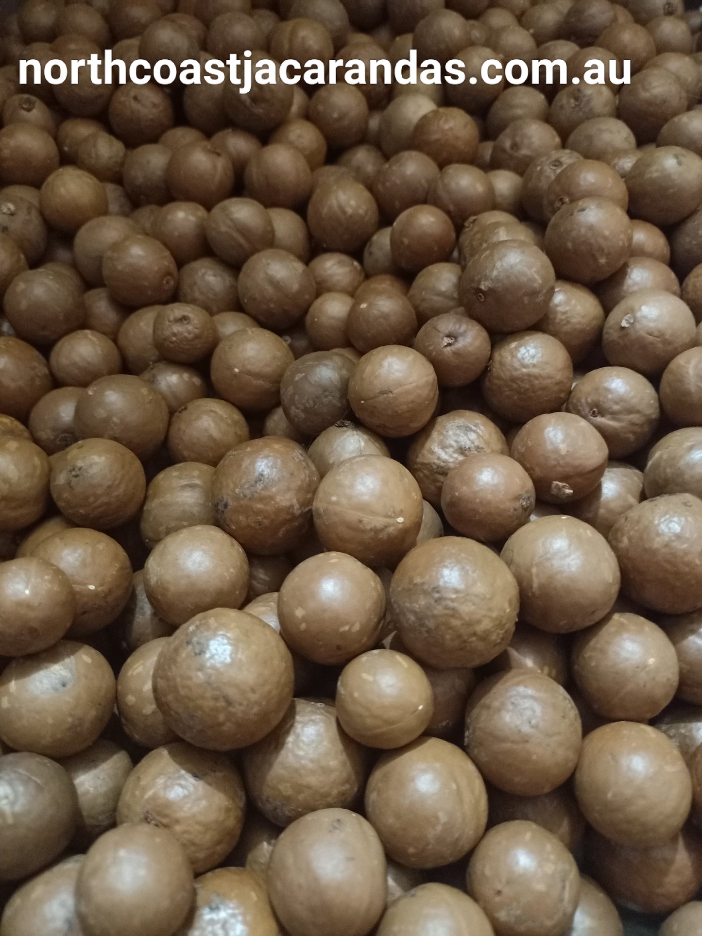 1kg Macadamia Nuts - Free Shipping