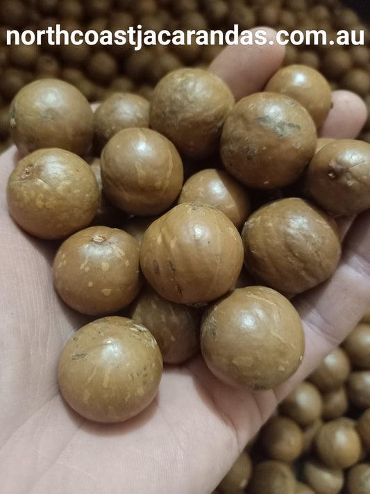 1kg Macadamia Nuts - Free Shipping