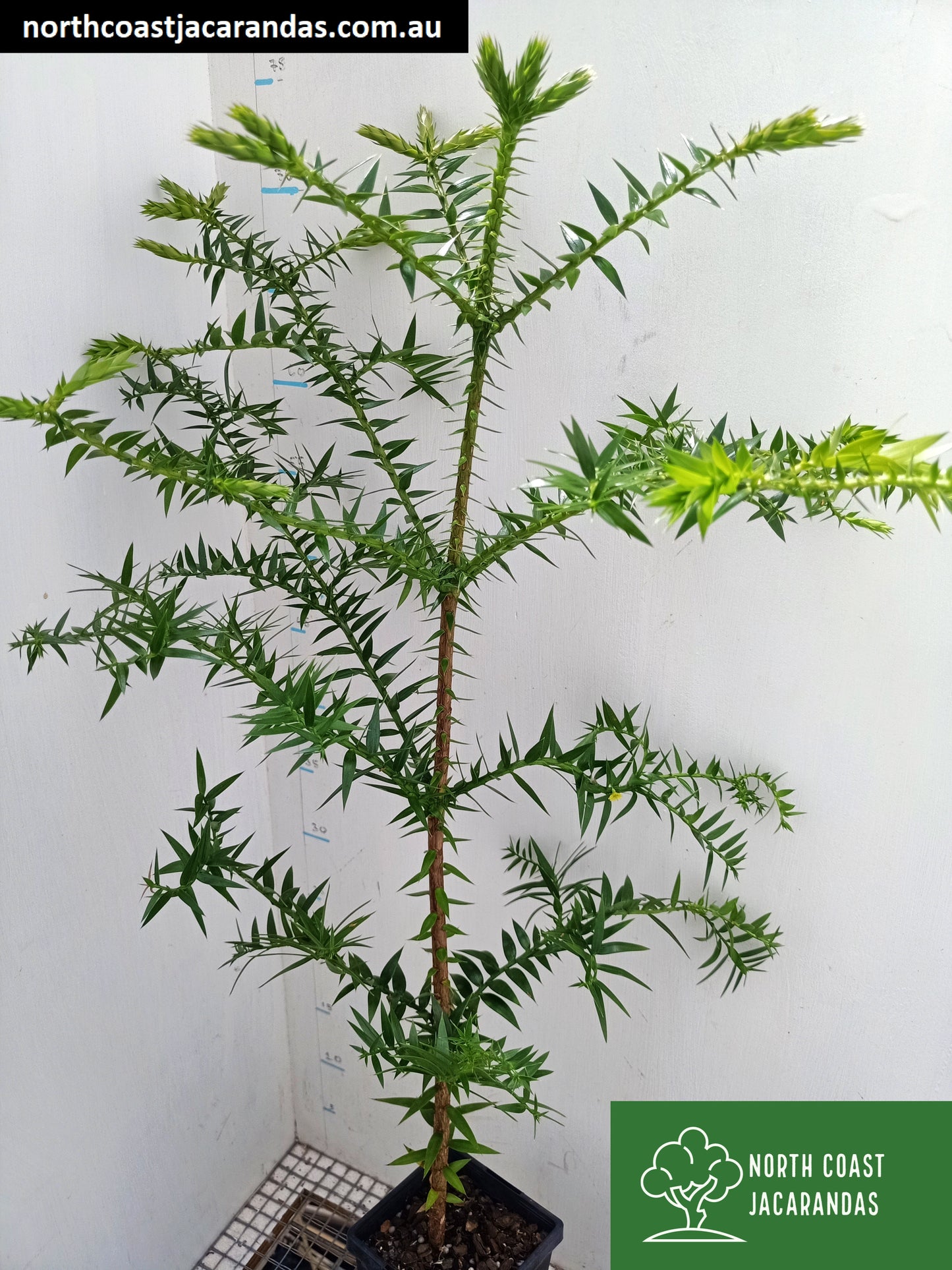 Bunya Pine - Araucaria bidwillii