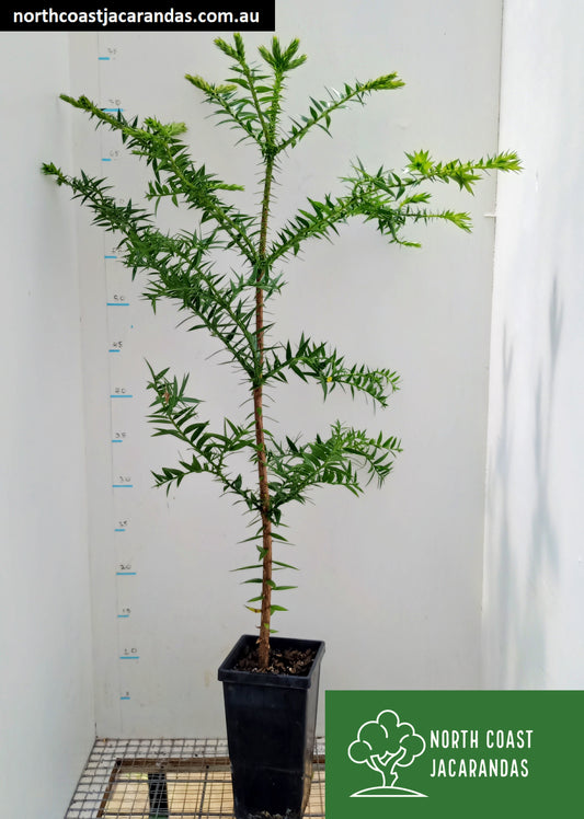 Bunya Pine - Araucaria bidwillii