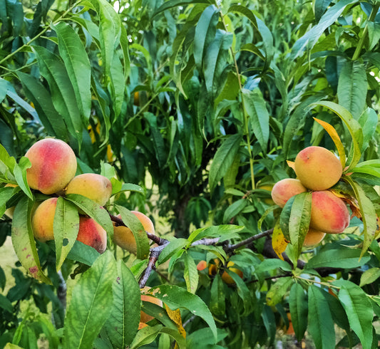Low Chill Tropical Peach - Prunus persica var.