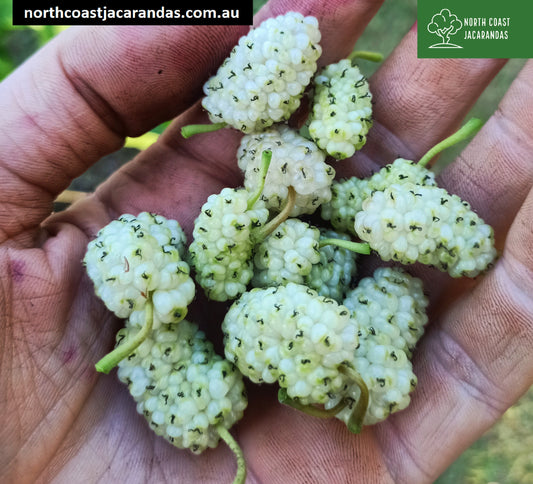 White Mulberry Tree - Morus alba