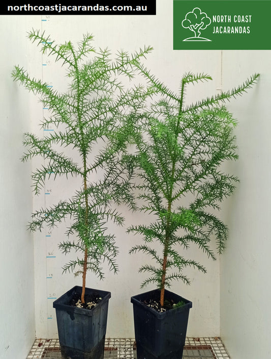 Hoop Pine - Araucaria cunninghamii