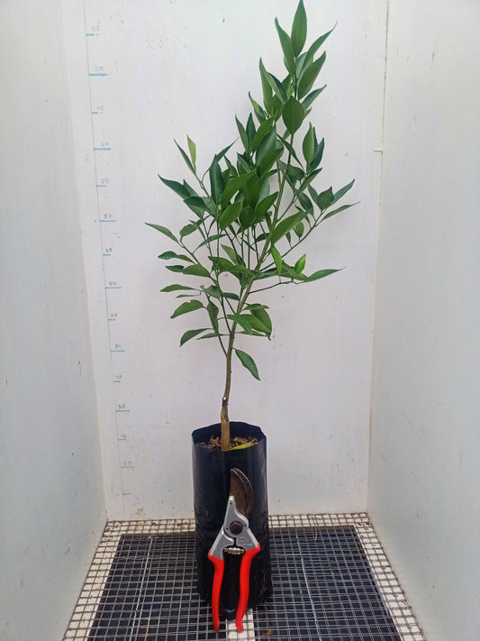 Imperial Mandarin - Grafted