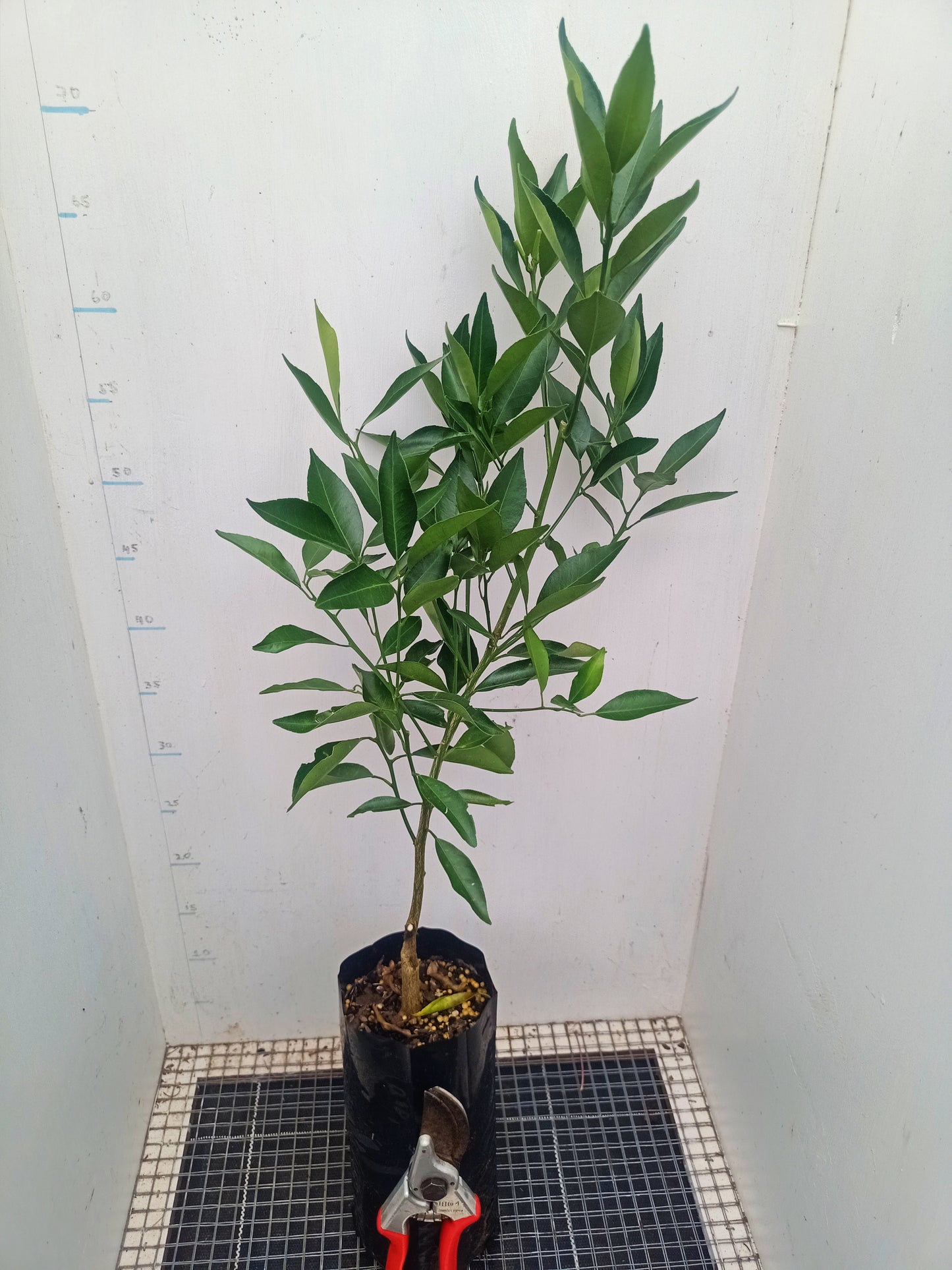 Imperial Mandarin - Grafted