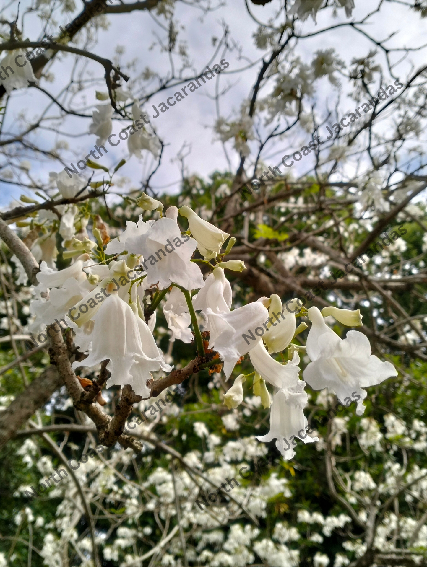 White Jacaranda tree grafted - Jacaranda mimosifolia alba Free Express Shipping