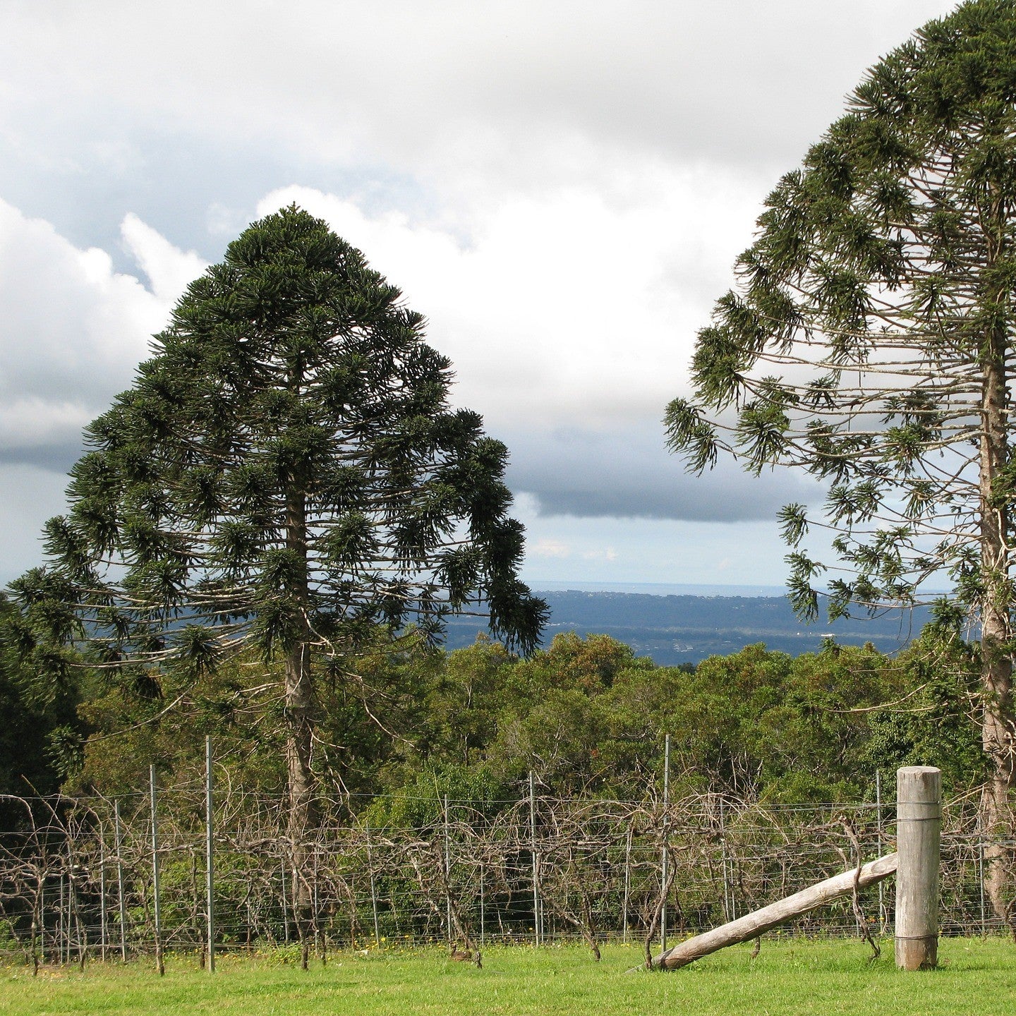 Aussie Pine Pack