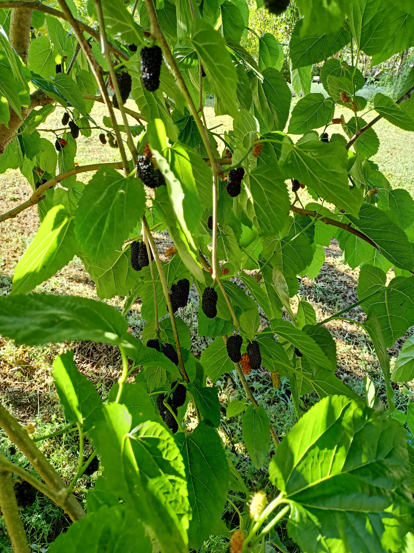 Dwarf black mulberry - Morus nigra 'Dwarf' Free express shipping