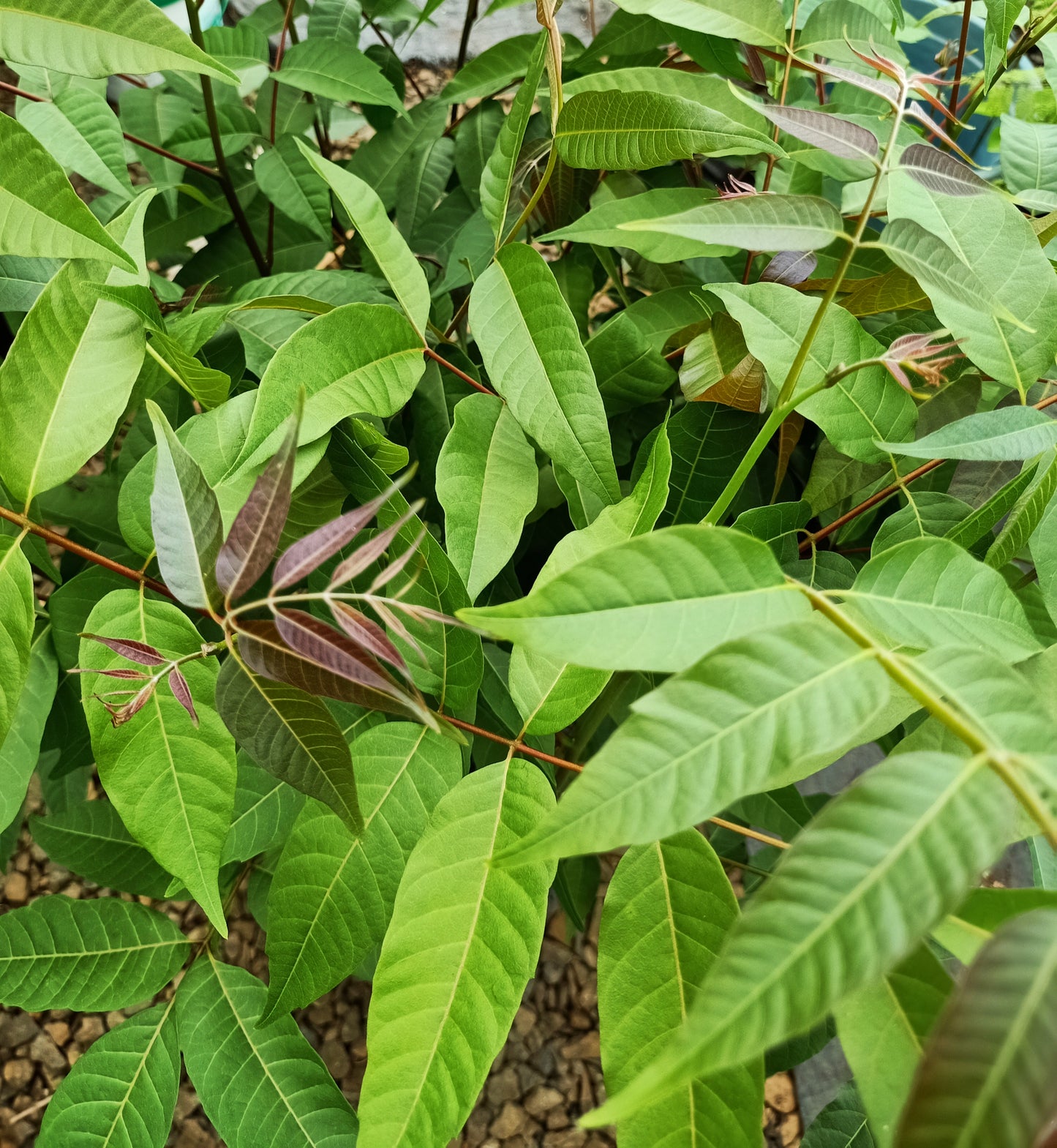 Australian Red Cedar - Toona ciliata Free Express shipping