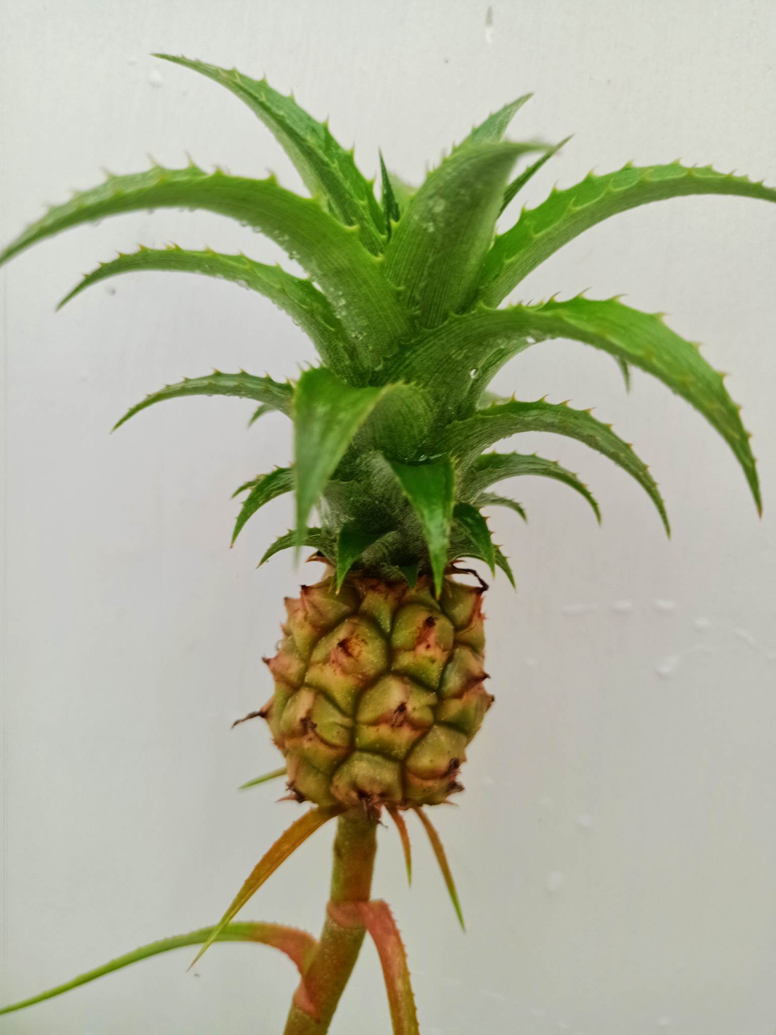 buy pineapple plant sydney Dwarf Pineapple Ananas comosus var. microstachys – North Coast Jacarandas