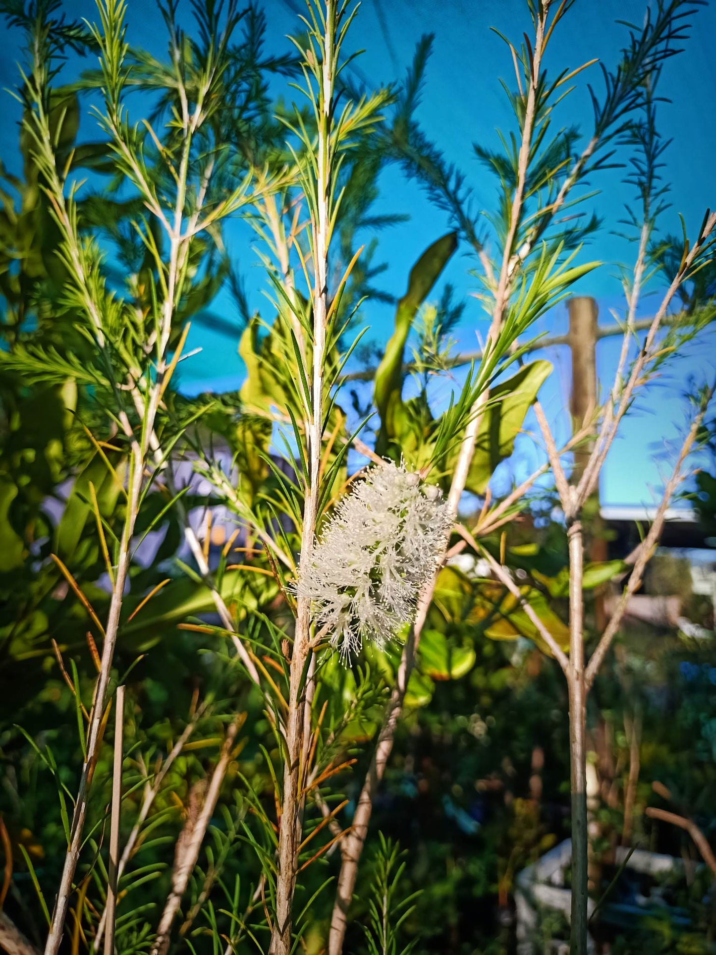 Bracelet Honey Myrtle - Melaleuca armillaris