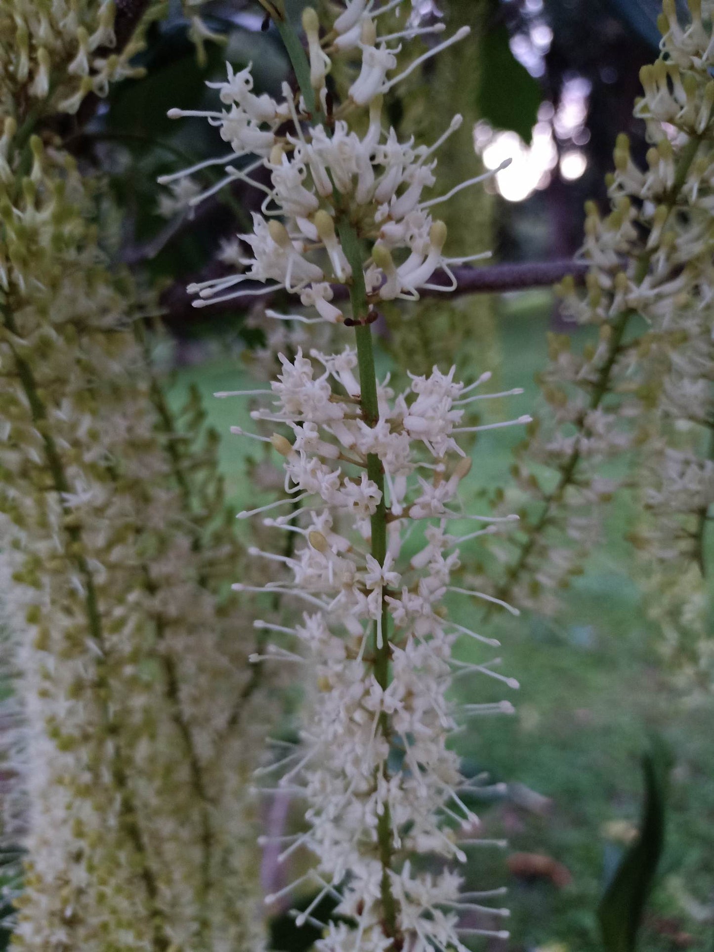 Grafted macadamia - Macadamia integrifolia Var. A4