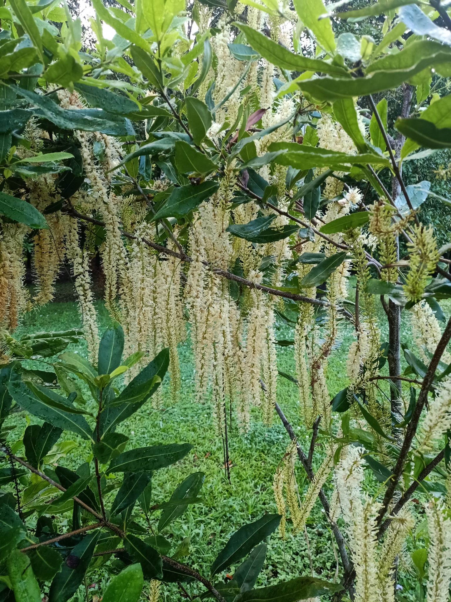 Grafted macadamia - Macadamia integrifolia Var. A4