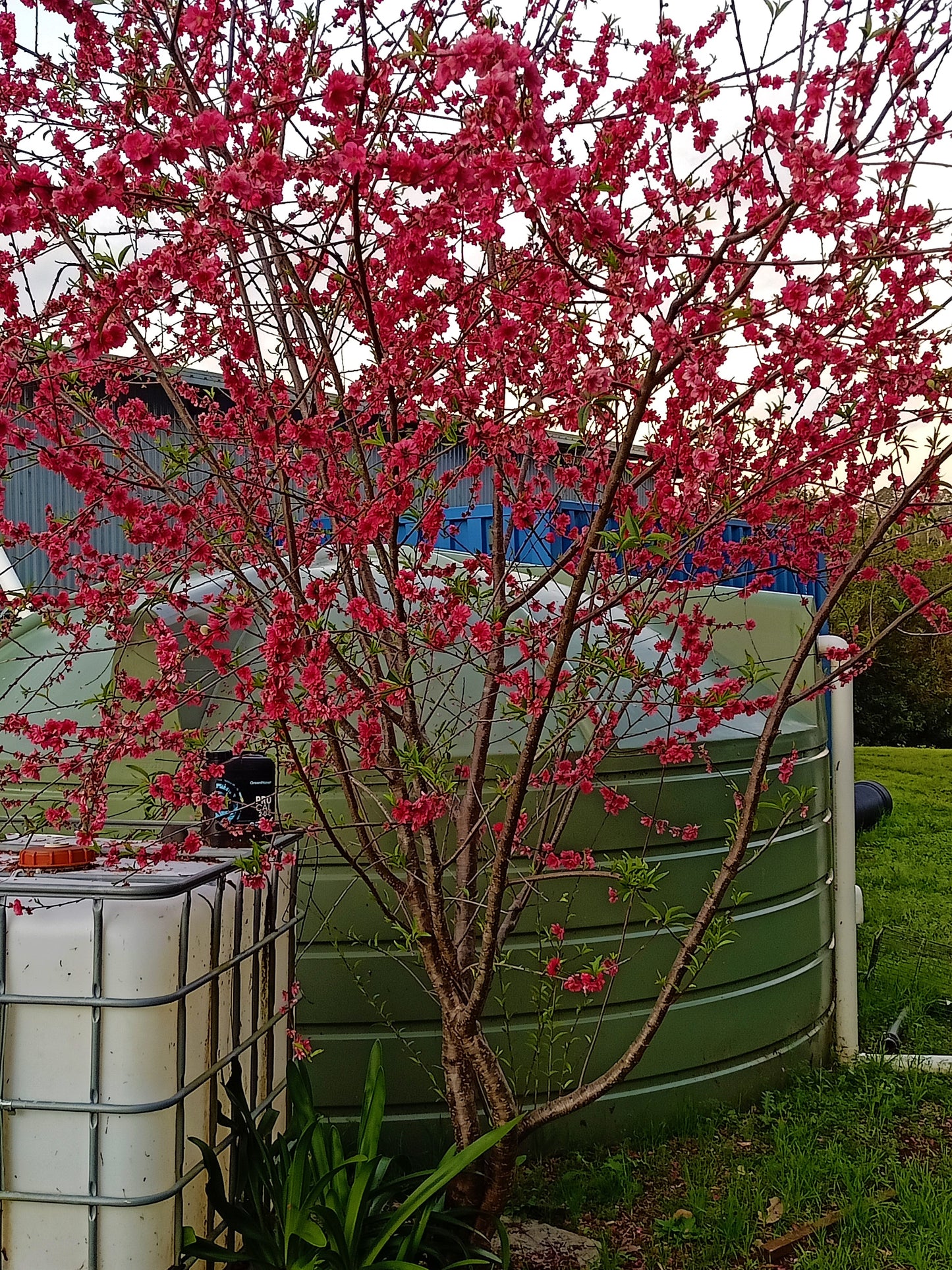 Prunus persica 'Magnifica' Red double flowering peach Free express shipping